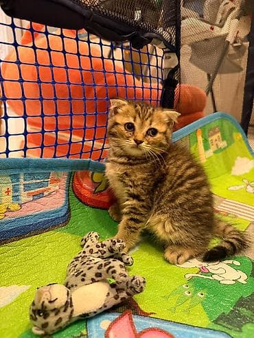 Кошки: Шотладская вислоухая — 9