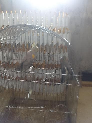 попугай корелла: Ikim dənə papuqay (dişi) (erkək) cütü qəfəsidə üzərində - Növ: Nimfa — 1