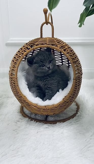 K/t heyvanları və malları: Hamsı bu qiymete Rattan materialdan hazırlanmış dairəvi asma pişik — 2