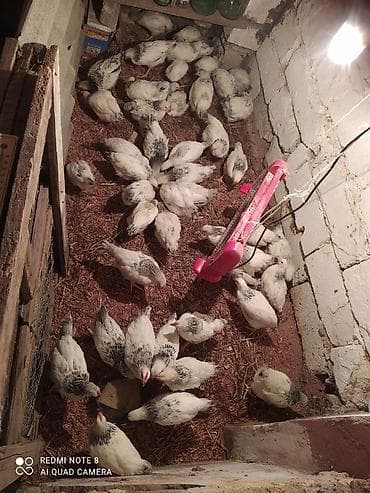 xarkov toyuqları satışı: Serebrist cuceler 1 ay 10 günlük 4.50 qiyməti cekileri 750 qrama kimi — 3