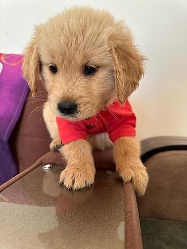 erkek: Labrador-retriver, 1 ay, Erkek — 2