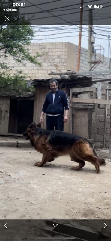 itler bala: Alman çoban iti, 2 il, Dişi, Peyvəndli — 8