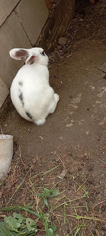 ev dosanlari: YAXŞI DİŞİ DOVSANAL BARTER EDİLİR BU ERKEK DİR //////Ağ rəngli — 3