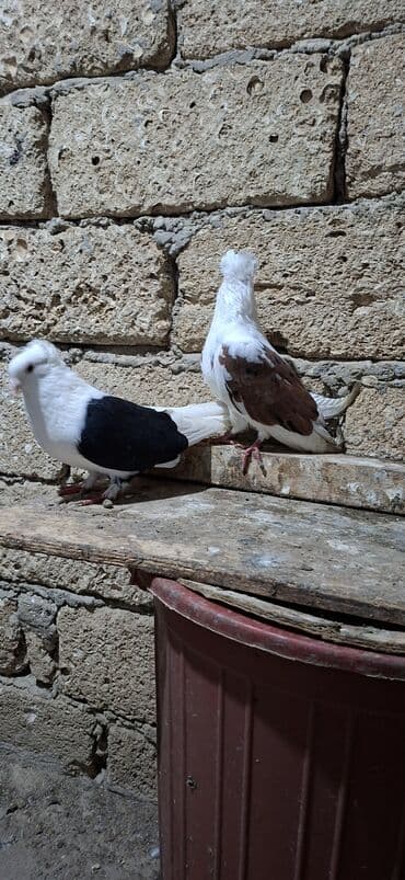 Akvariumlar: Qoşa əbrəş çəp əbrəş quyruq erkəy qızqın super heyvandı mayasıda qara — 9