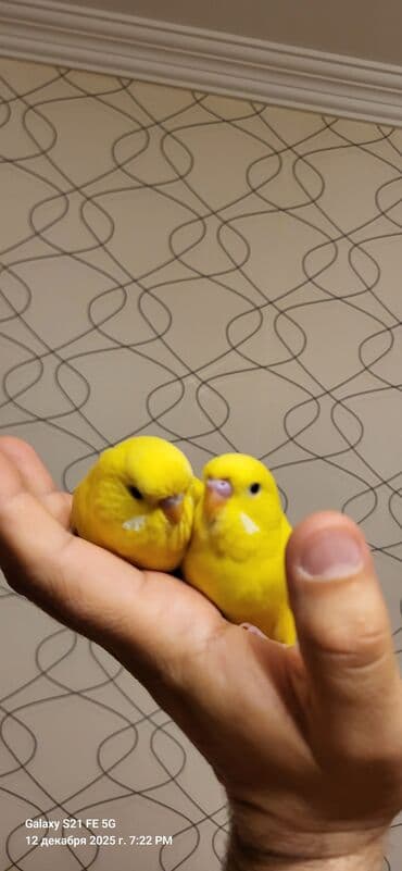 bengal pişiyi qiymeti: Tam sarıdırlar, bir ay yarımlıqdırlar. Ələ öyrəşdirmişəm. Ataları — 5