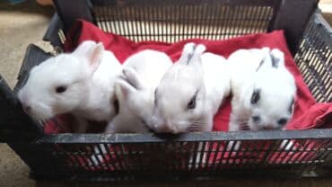 dovsanlar: Dovsanlar satilir — 9