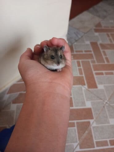 amerika devequsu haqqinda melumat: Cırtdan hamster (əlin içində rahat sığan ölçü) – yumşaq qəhvəyi-boz — 3