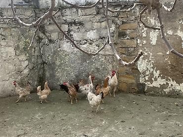 lohmann brown toyuqlari: Toyuq, Yumurtalıq — 3