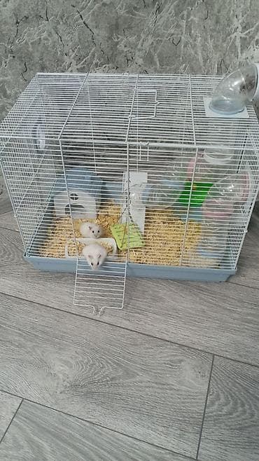 ev itleri balaca: Ağ rəngli cücərtili Cırtdan hamsterlər (xurma gözlü), qəfəs və — 5