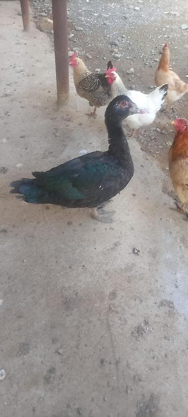 Atlar: Bir cüt erkey Boz macar və Qara Zümrüdü Aktiv və ətlik heyvandır hər — 4