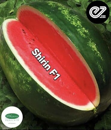 qarpız toxumu: Qarpiz tumsuz — 3