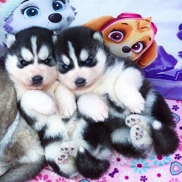 qara xaski: Xaski, 2 ay, Erkek, Peyvəndli, Ödənişli çatdırılma, Ünvandan götürmə — 1