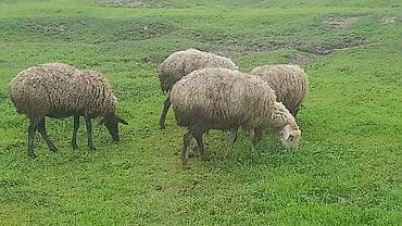 guzu: Məhsul: Qoyunlar və quzular Təsvir: - Təsərrüfatda saxlanılan ana — 4