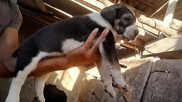 pıttbull ıt: Alabay, 1 ay, Dişi, Cütləşmə üçün, Ödənişli çatdırılma — 10
