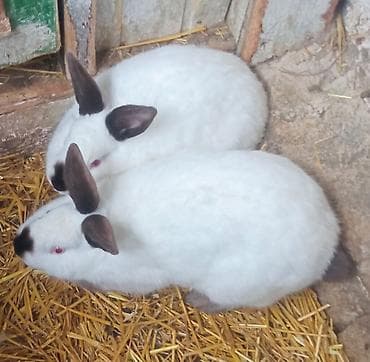 Quşlar: Satılır: ağ tüklü, tünd qara qulaq‑burun‑pəncə və quyrug işarəli — 2