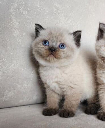 шотландские котята в баку: Шотландская, Самец, Самовывоз, Платная доставка — 1