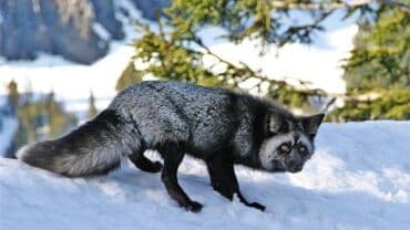 qadın geyimlər: Tebii xez Tulki vorotnik — 2