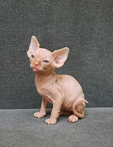 Sfinks, Dişi, Erkək, Yaxşı əllərə, Ünvandan götürmə, Ödənişli çatdırılma, Pulsuz çatdırılma