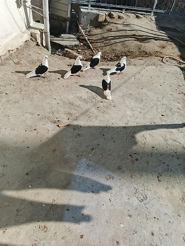 goyərclər: 5 ədədi — 1