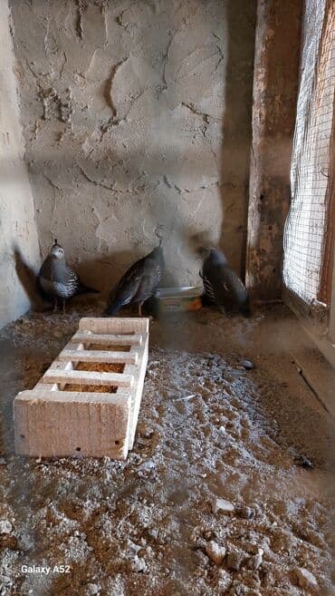 bülbül quşu: 2 dişi 1erkək Kalifornia bildirçinleri satiram cox çevik heyvanlardi — 4