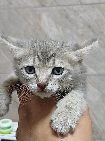 pisik itib: Tabbi — 2