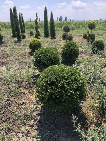 zeytun satışı: Dekarativ agaclarin satiwi istenilen novde istenilen olcude var elave — 29