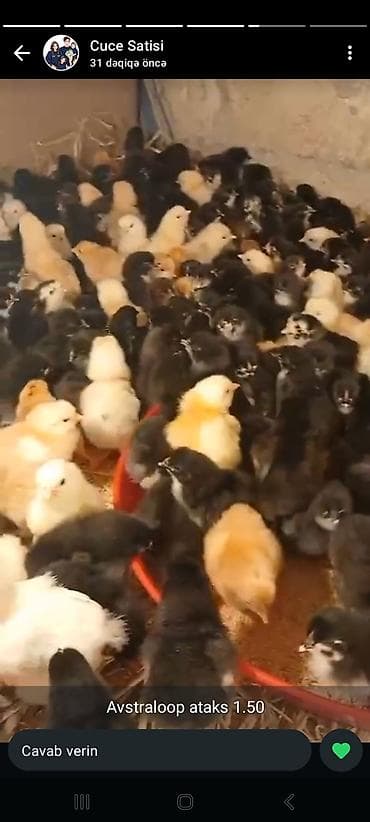 Toyuq cücələri, Damazlıq