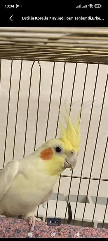 Lutino Korella (erkək), 7 aylıq. - Rəng: açıq sarı-ağ tüklər