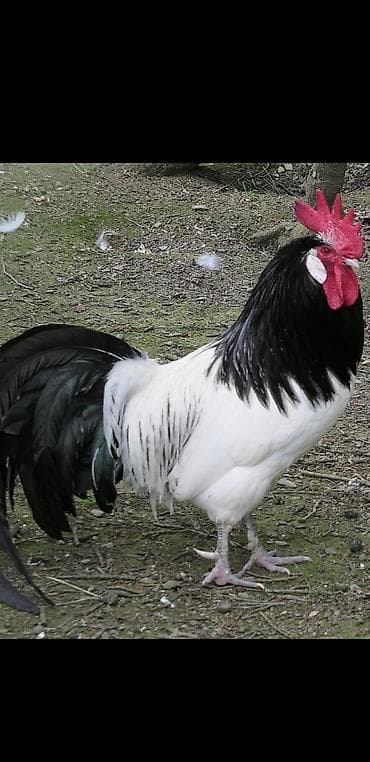 Животные: Satılır: Sasseks (Light Sussex tipli) dekorativ/ət-yumurta istiqamətli — 2