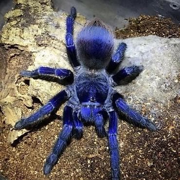 qurd satisi: Mexican Red Rump tarantula (Tliltocatl vagans) ve pterinopelma — 1
