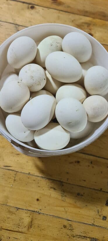 Ölçülü yumurtalar - Təzə yığılma, qabığında yüngül tor izləri görünür — 1