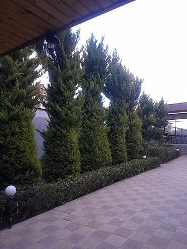 Çöl bitkiləri: Ağaclar — 5