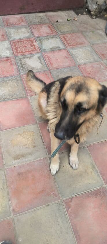 немецкие овчарки щенки купить: Немецкая овчарка, 2 года, Самец, С прививками, Платная доставка — 1