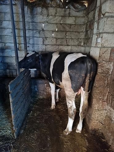 cuce ve xoruz temsili: Inəklər, öküzlər — 2