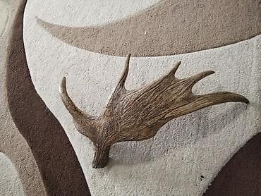 dekor agac: 50 yaşı var minimum Dekorativ maral buynuzu (tək tərəf) — 1