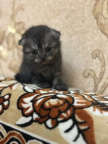 bala pişiylər: Şotland — 2