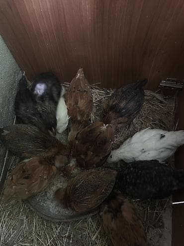 Tam sağlam həyət toyugunun yumurtasından çıxmış 1ay 6 günlük təmiz — 4