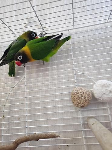 tutu kuşu: 2 ədəd fişer 1 aylıq balalardır, aktiv və yemə öyrəşiblər. 🦜 Ələ — 2