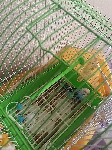 Akvariumlar: Dalğalı tutuquşu və qəfəs dəsti. hazır gənc maya. ünvan Yasamal. bazar — 3