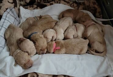 dagistan coban iti: Retriever, 1 ay, Erkek, Pulsuz çatdırılma — 3