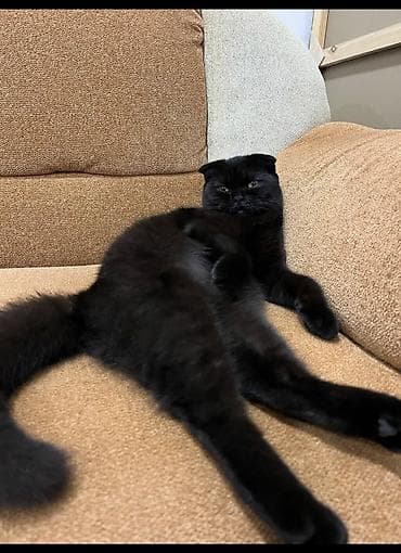 ev pişik adları: Şotland yastı qulaq, Erkək, Yaxşı əllərə, Ödənişli çatdırılma — 3