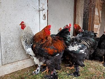 xoruz gence: Brahma cins toyuqlar və xoruzlar 2 - Növ: Brahma (iri bədənli, lələkli — 5