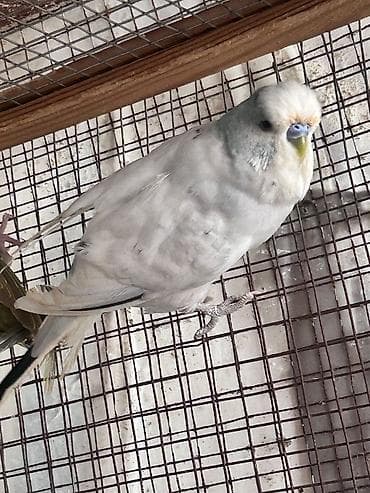 Erkey cex tam sağlam quş du hec bir problem yoxdu zabrat 2 de yerləşir at lalafo.az Erkey cex tam sağlam quş du hec bir problem yoxdu zabrat 2 de yerləşir