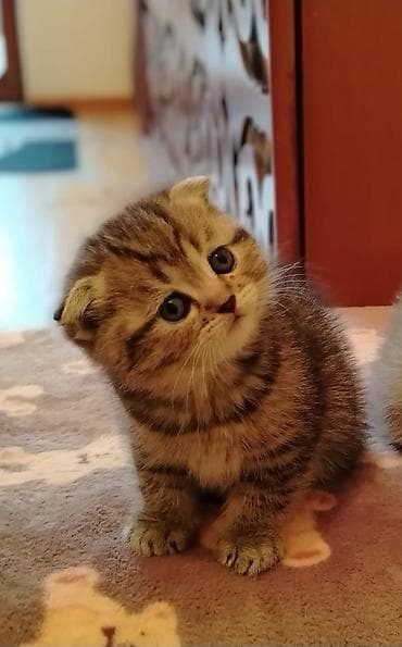 Şotland yastı qulaq