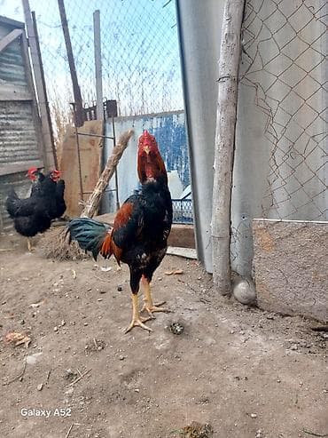 Inəklər, öküzlər: Təsvir: - Şəkillərdə kənd həyətində saxlanılan bir xoruz təqdim — 2