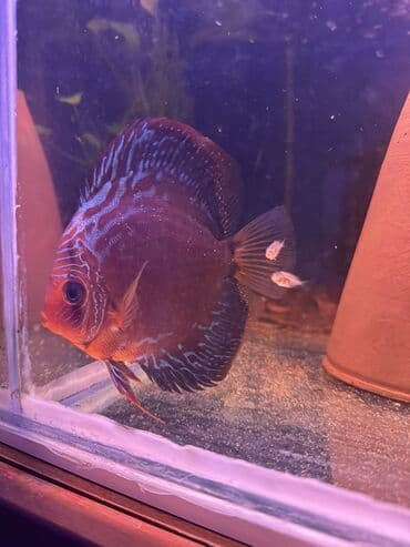 Quşlar: Diskus — 2