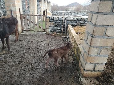 disi at: Salam alekum. birinci qarina dogan duyedi. balasi disidi. dogan 15 — 3