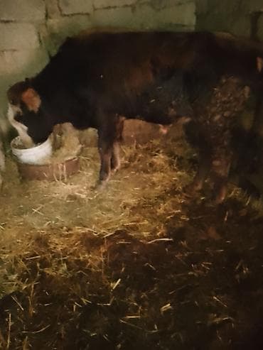 С/х животные и товары: Məhsul: Erkək dana 1yas yarimliq danadı .sağlamdı . heç bir problemi — 1