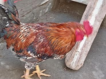 pişik satisi 2020: Salam 9 ayliq xoruzdu tam sağlamdi öz he yetimin heyvandi banliyir — 1