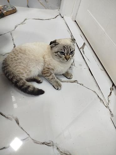 Heyvanlar üçün mallar: Sattilir — 5